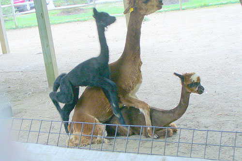 [animal-threesomes-08.jpg]