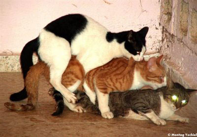 [animal-threesomes-12.jpg]