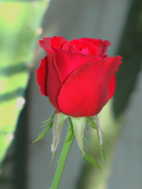 Red Rose