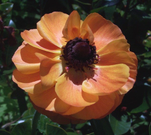 [Ranunculus,+Orange+2008_2_small.jpg]
