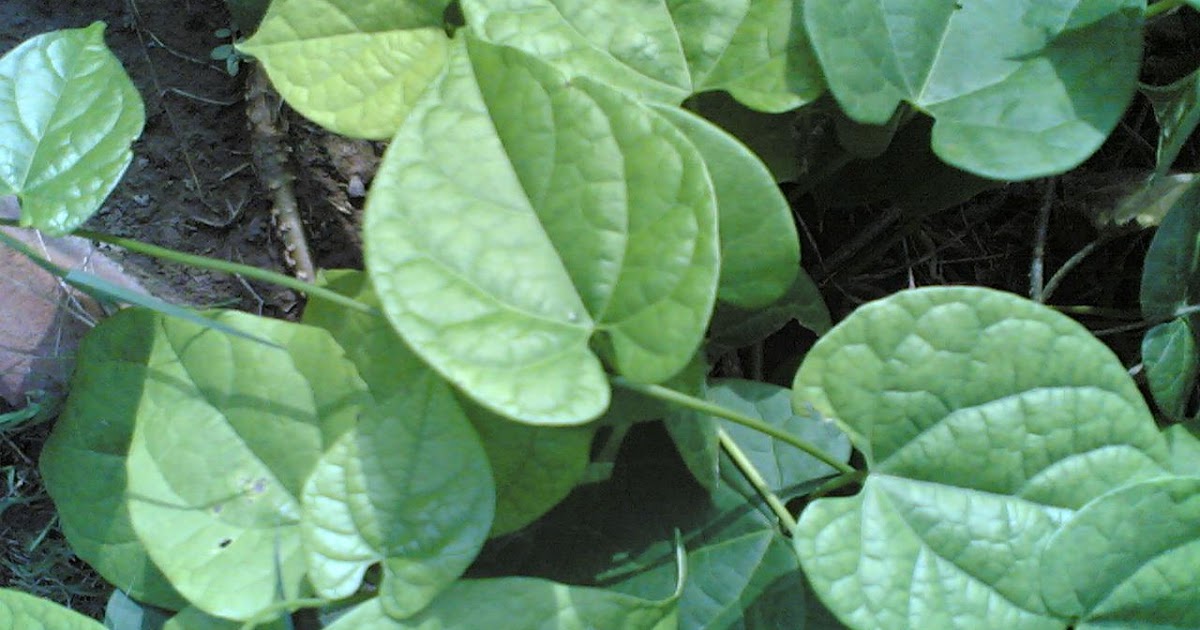 Herbal Trees plants Medicine Care Photo Gallery: TINOSPORA CORDIFOLIA