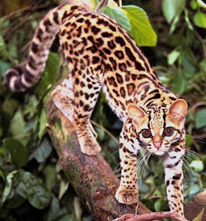 Animales
