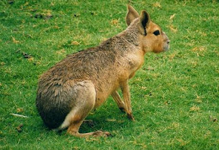 Animales
