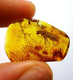 அதிசயிக்க வைக்கும் அம்பர் கல் பொக்கிஷம் 250px-Baltic_amber_-_Coleoptera,_Cleridae_-_Length_10_mm