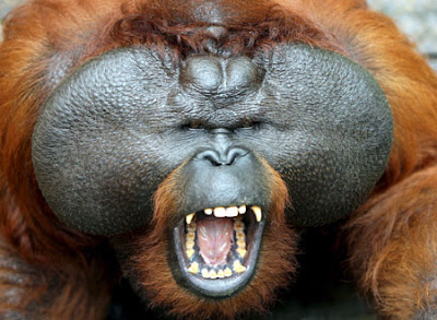 Orangutan+sumatra_orangutanexplore.jpg