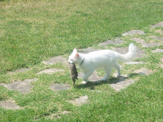 Não caça o cão, caça a gata!