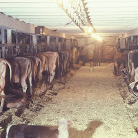 gambar peternakan sapi gambar peternakan sapi