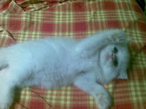 Dila's Cat Say Hi~ n Welcome~  (^_^)