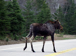 WHY DID THE MOOSE CROSS THE ROAD?