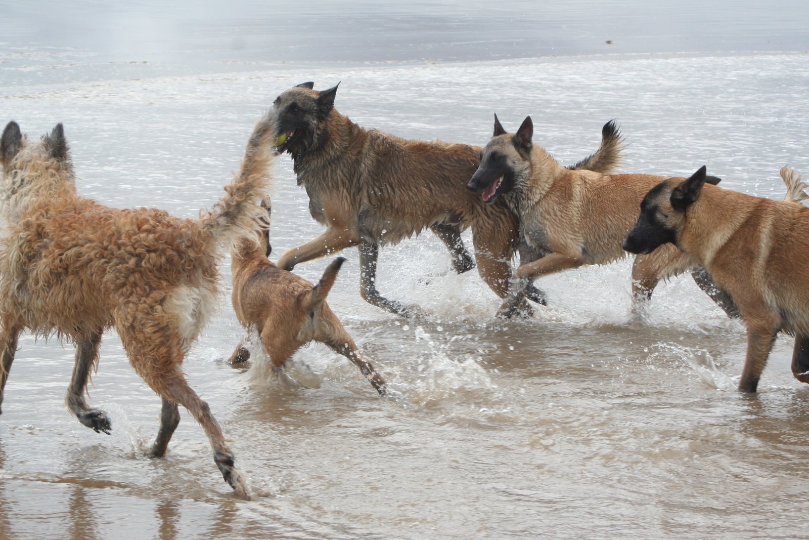 [seasidebelgians08+100.jpg]