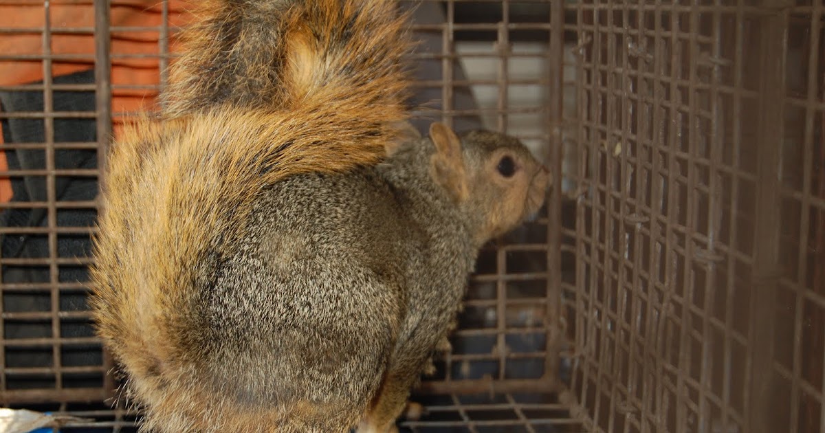 All City Animal Trapping DUTCHESS COUNTY NEW YORK ANIMAL TRAPPING