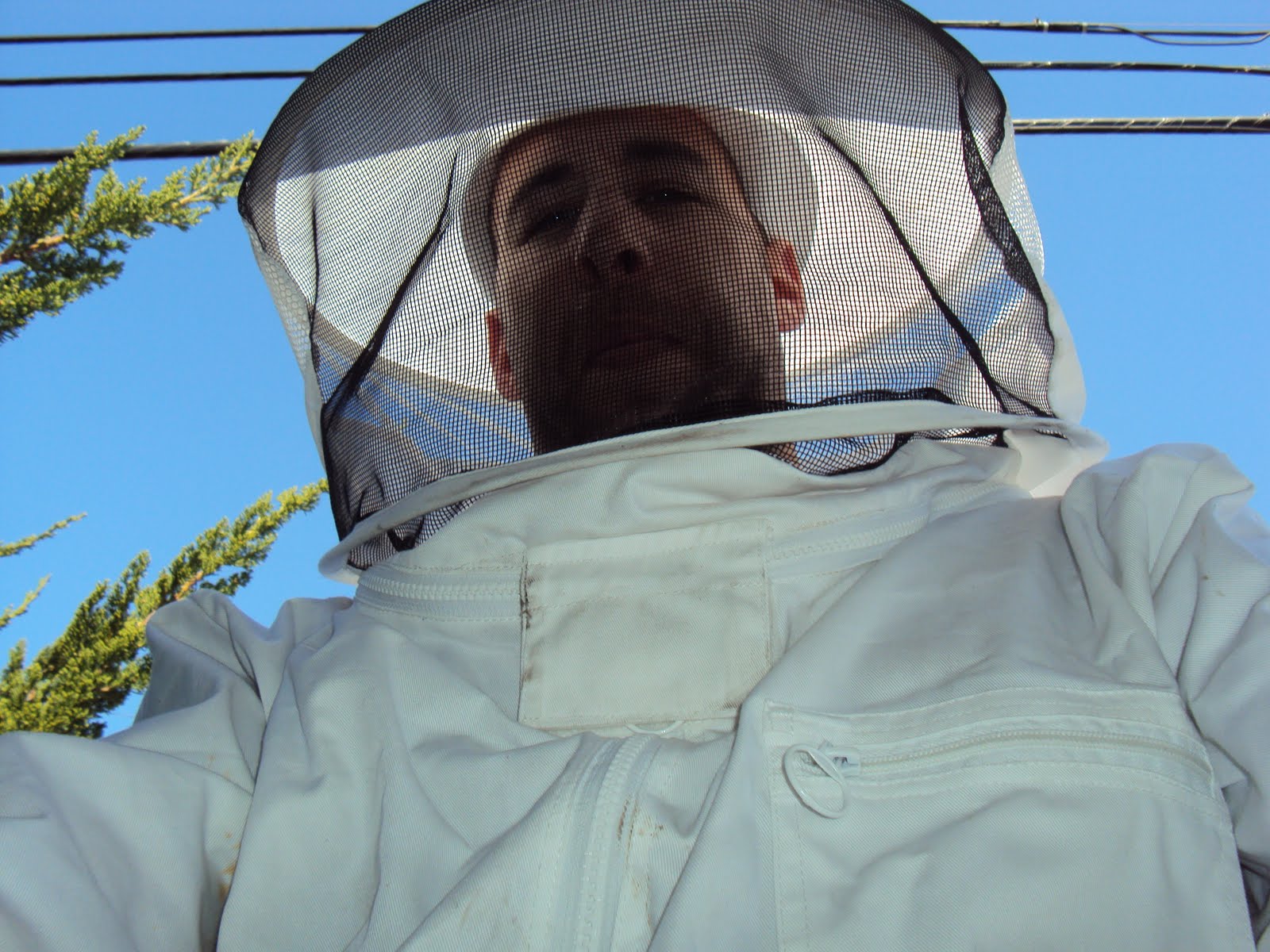 All City Animal Trapping los angeles bee hive removal bee swarm