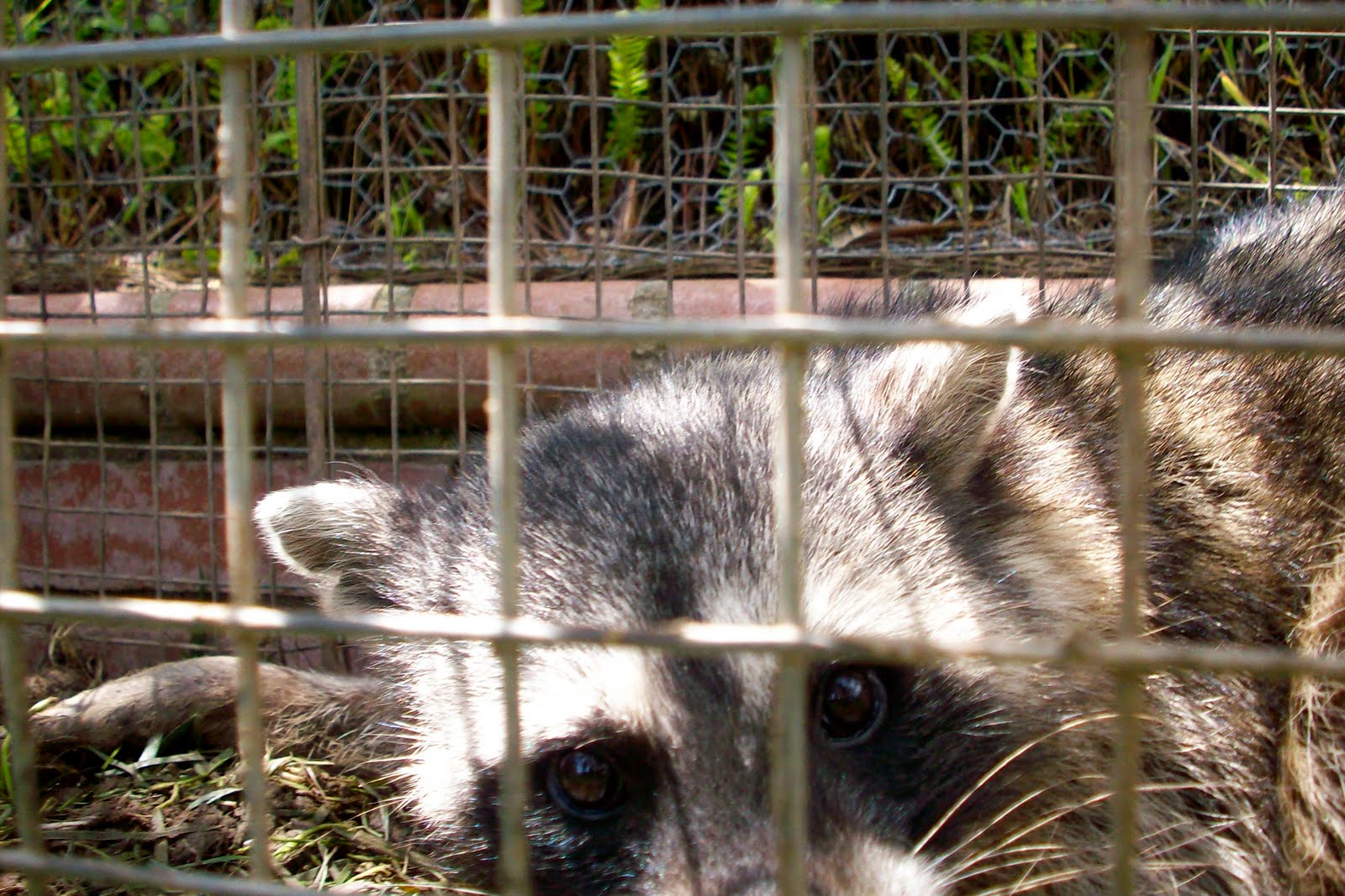 All City Animal Trapping RIVERSIDE COUNTY RAT CONTROL, RIVERSIDE