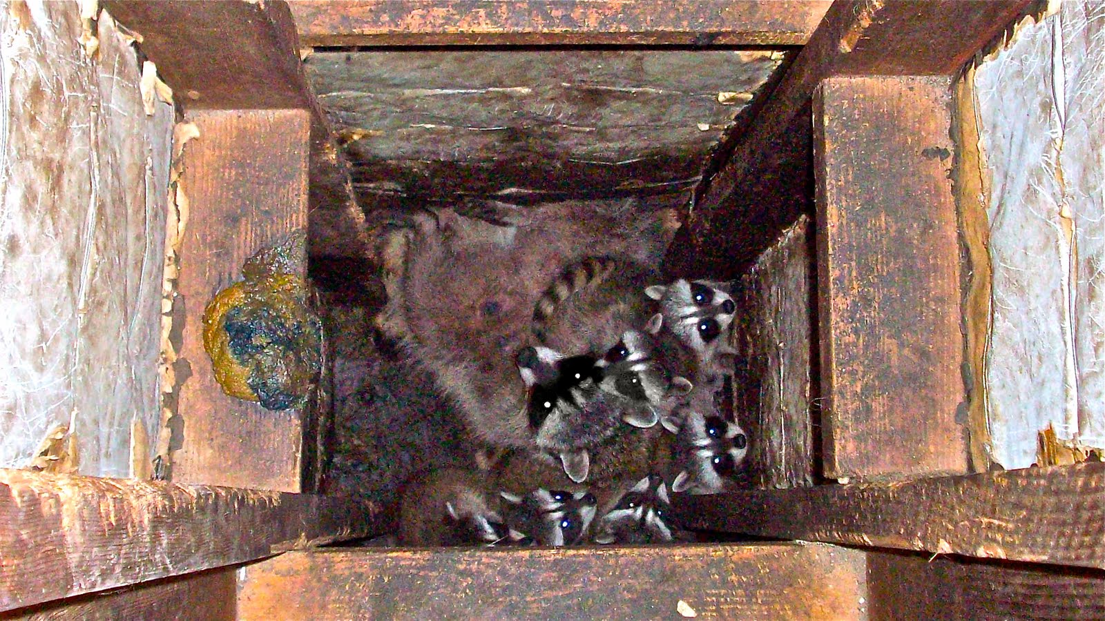 raccoon trapping animal attic raccoons trappers utah county removal trapper control skunk los angeles california babies mother wildlife rat cell