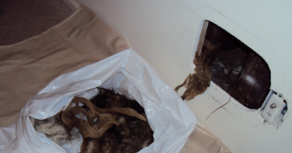 All City Animal Trapping DEAD ANIMAL REMOVAL, CARCASS REMOVAL, DEAD