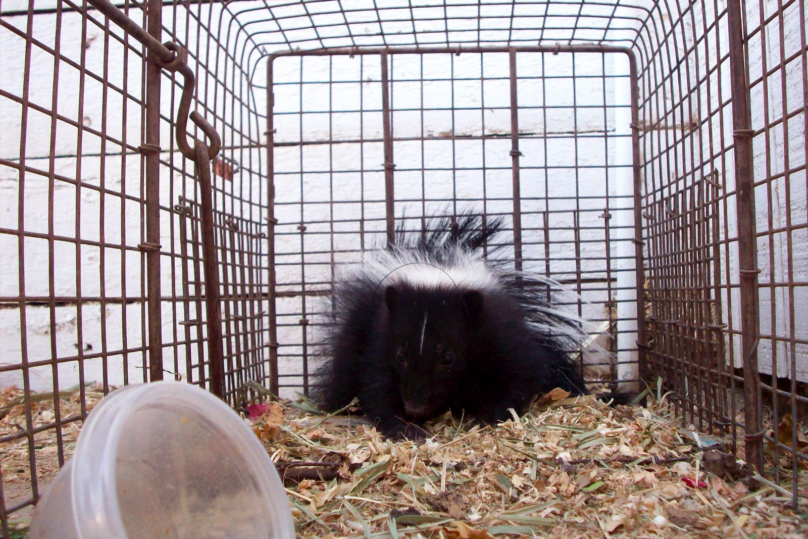 All City Animal Trapping ANIMAL TRAPPING AND REMOVAL, SOUTHERN CALIFORNIA WILDLIFE EXPERTS