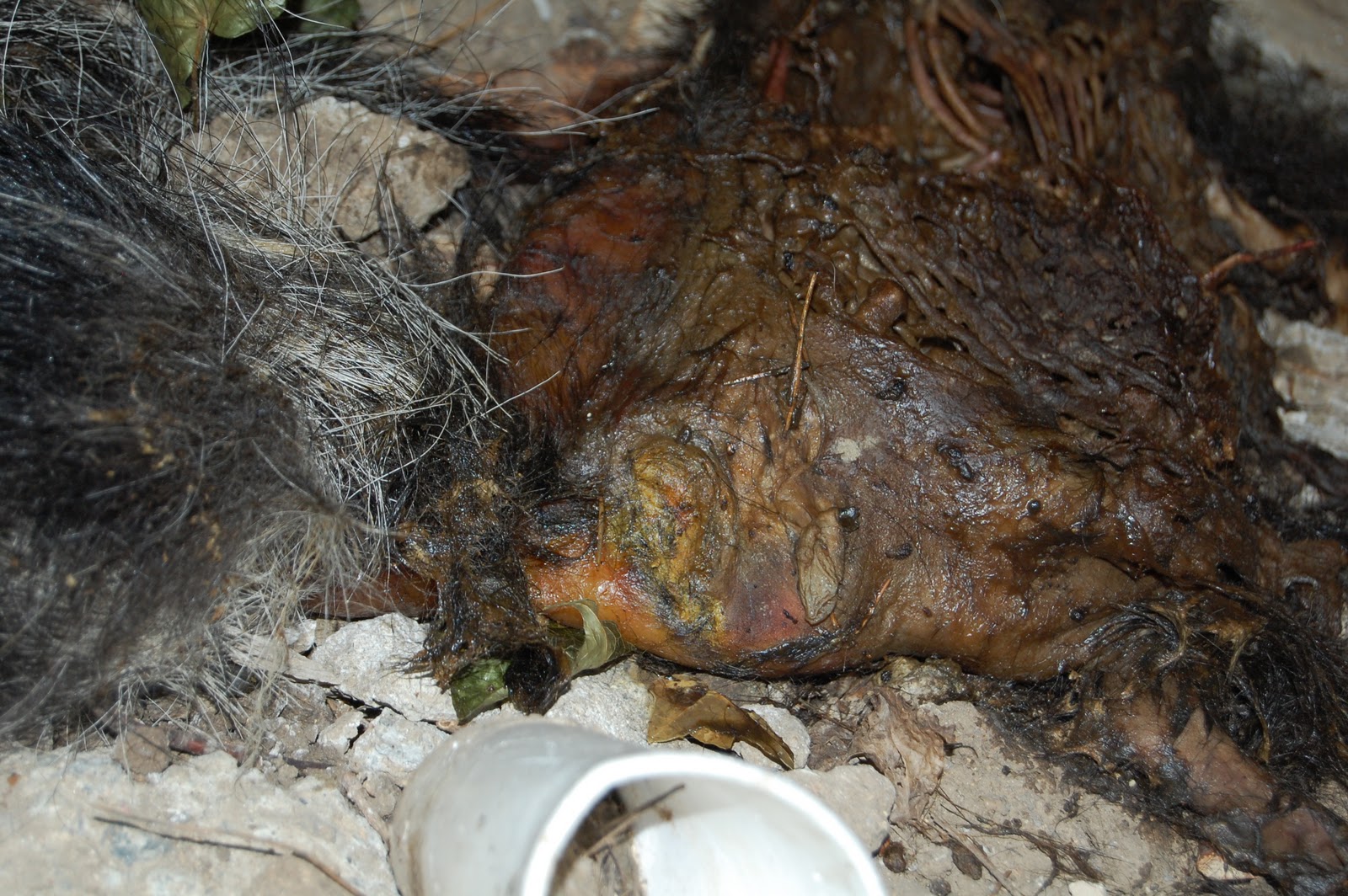 animal dead removal carcass animals trapping odor