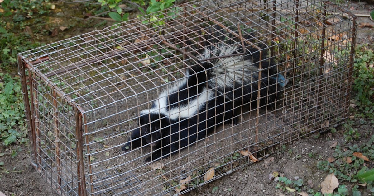 All City Animal Trapping SKUNK TRAPPING IN LOS ANGELES COUNTY CALL ALL