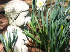 Buddha Garden