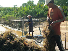 Panen Rumput Laut