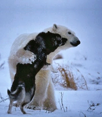polar bear hugs husky sled dog in snow