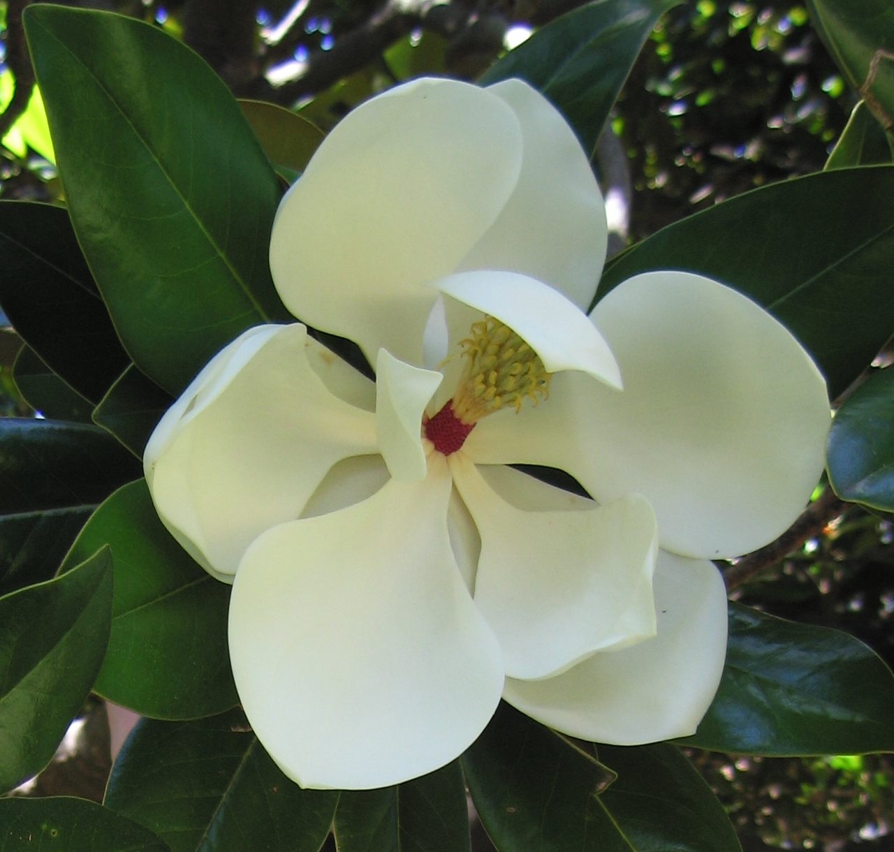 from white magnolia flower