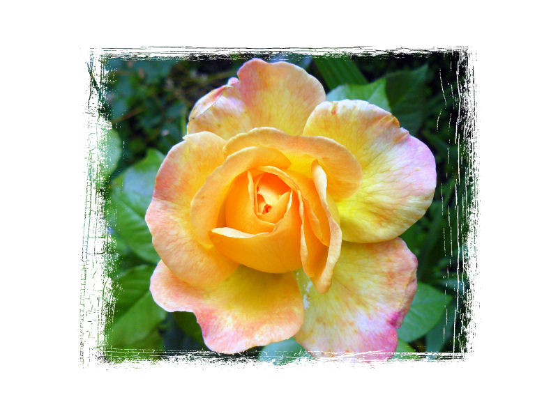 [Rose_7.jpg]