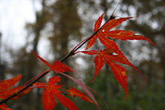 the red leaves of fall