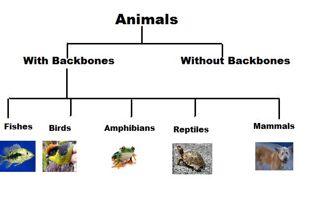 Classification of Animals. Classification of Animals