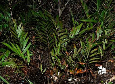 Acrostichum speciosum _DSC4872m6