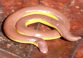 Image from page 398 of "animal biology" (1940) wildsingapore news: New species of Caecilians discovered in India