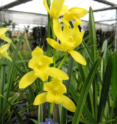 cymbidium golden elf