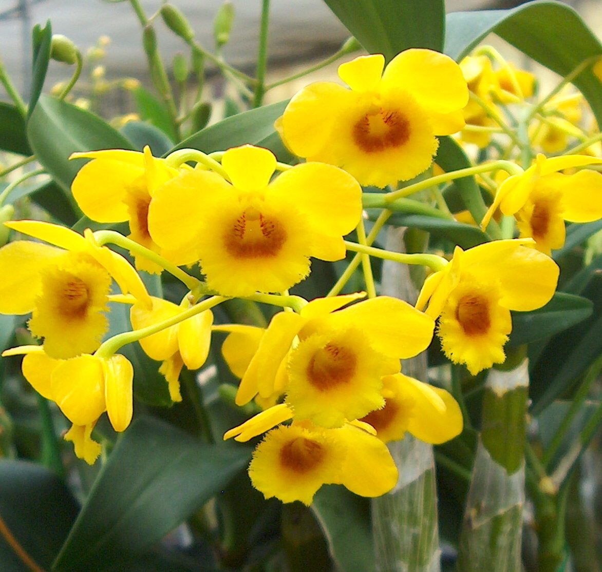 Eggstra Beautiful Yellow Orchids for Easter Orchidaceous! Orchid Blog