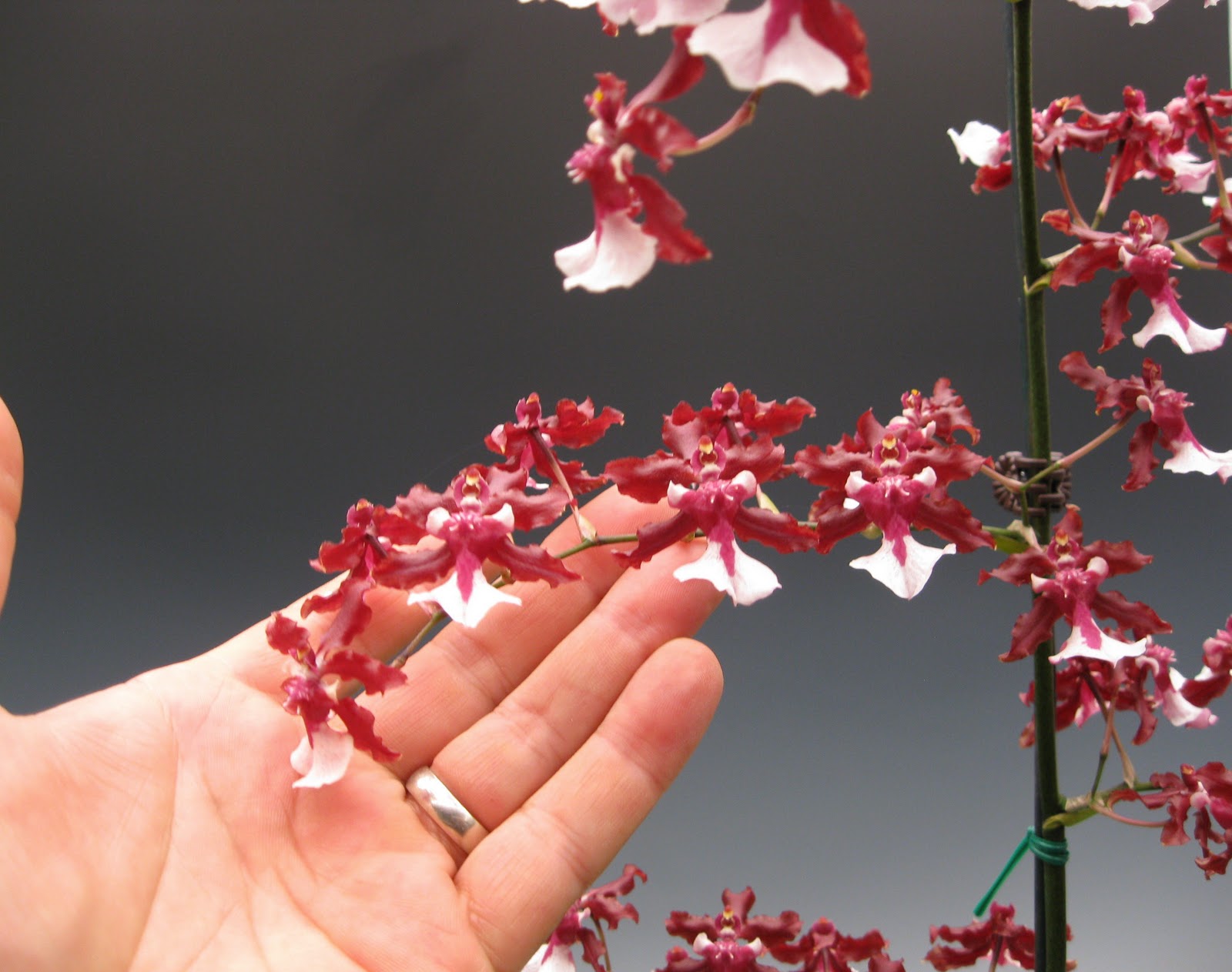 Sharry Baby Orchid