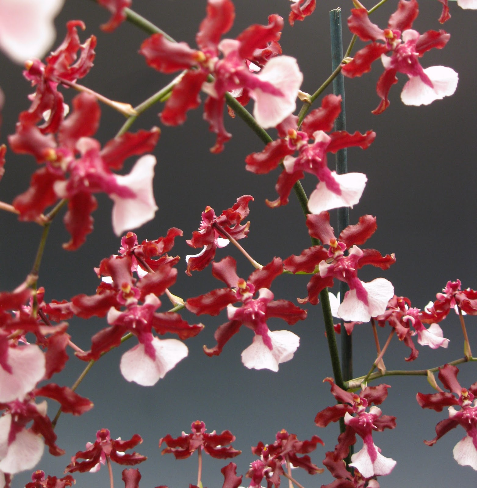 Sharry Baby Orchid