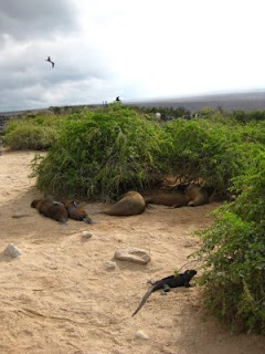 Galapagos Threesome