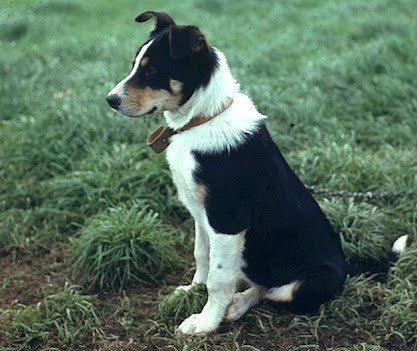 Top Dog Training Club Reading Top Dog Training Club Reading