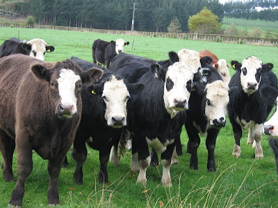 pastuch elektryczny na dziki