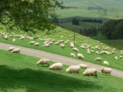 sheep farm husbandry