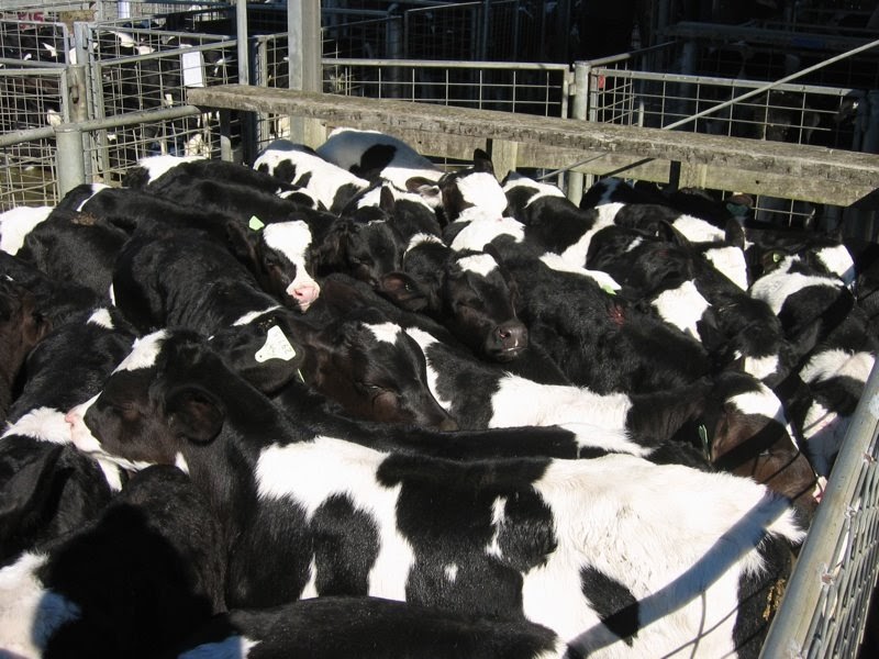 Woolshed 1 Cattle farm husbandry calf rearing costs