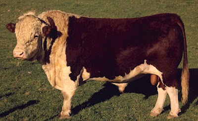Polled Hereford Bulls Polled Hereford Bulls