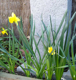 Daffodils give a splash of colour in my garden