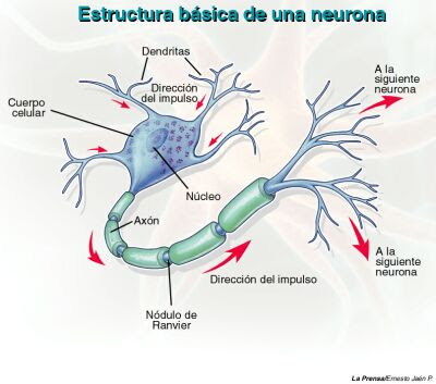 Clases De Neuronas