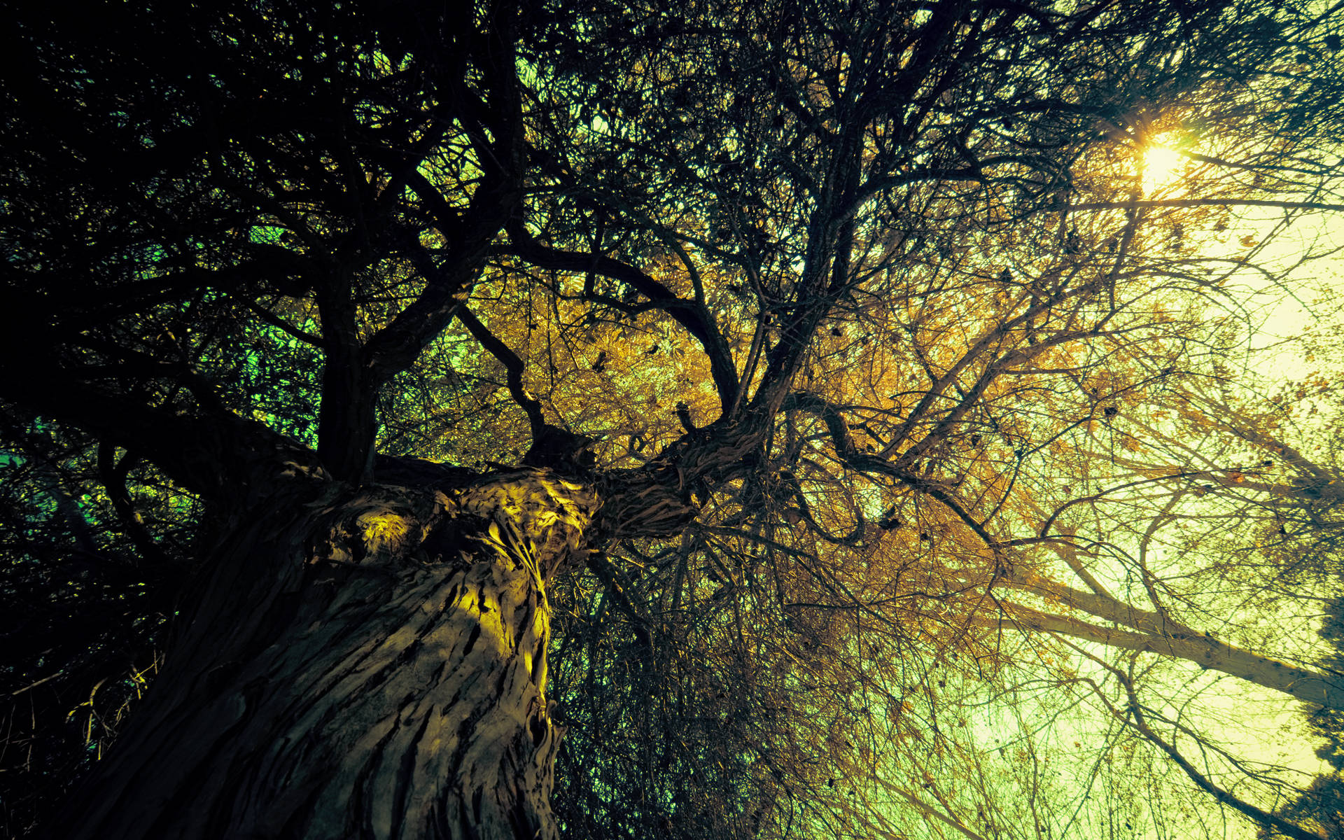http://2.bp.blogspot.com/_W1ueYt1O3xs/S_MRLQpI8yI/AAAAAAAAVLQ/p9eOo4QQtbM/d/ubuntu%252010.04%2520wallpapers%2520(4).jpg
