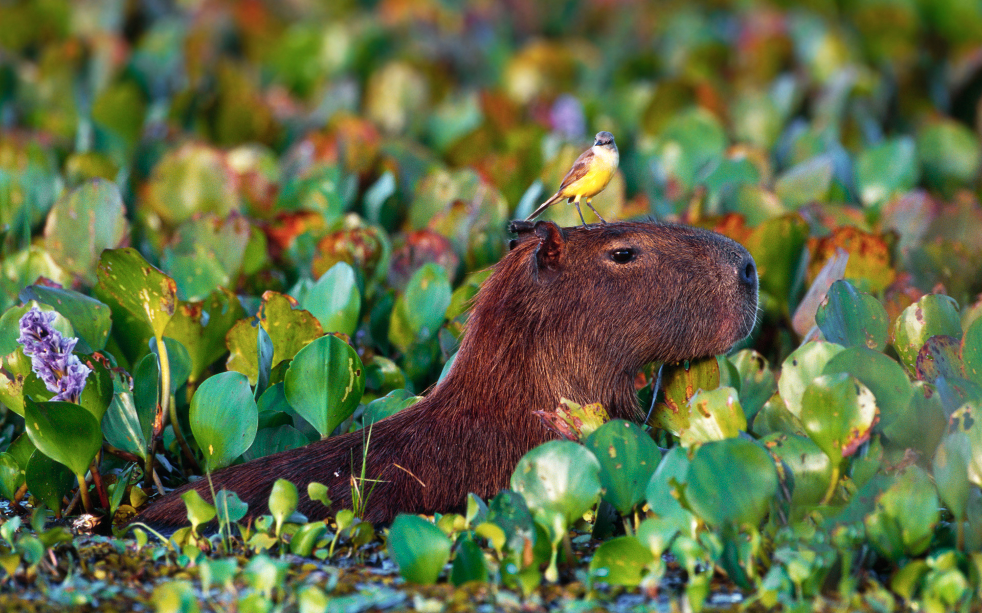 http://2.bp.blogspot.com/_W1ueYt1O3xs/TFRESpxz1oI/AAAAAAAAWTE/veCr5K1e7YM/d/Windows+7+Widescreen+Wallpapers+(22).jpg