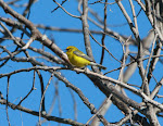 Blue-winged Warbler-Ohio