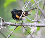 American Redstart-Ohio