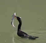 Hungry Cormorant (Laredo)