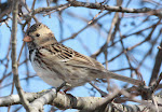 Harris's Sparrow