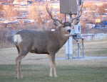 Deer - Rapid City, SD